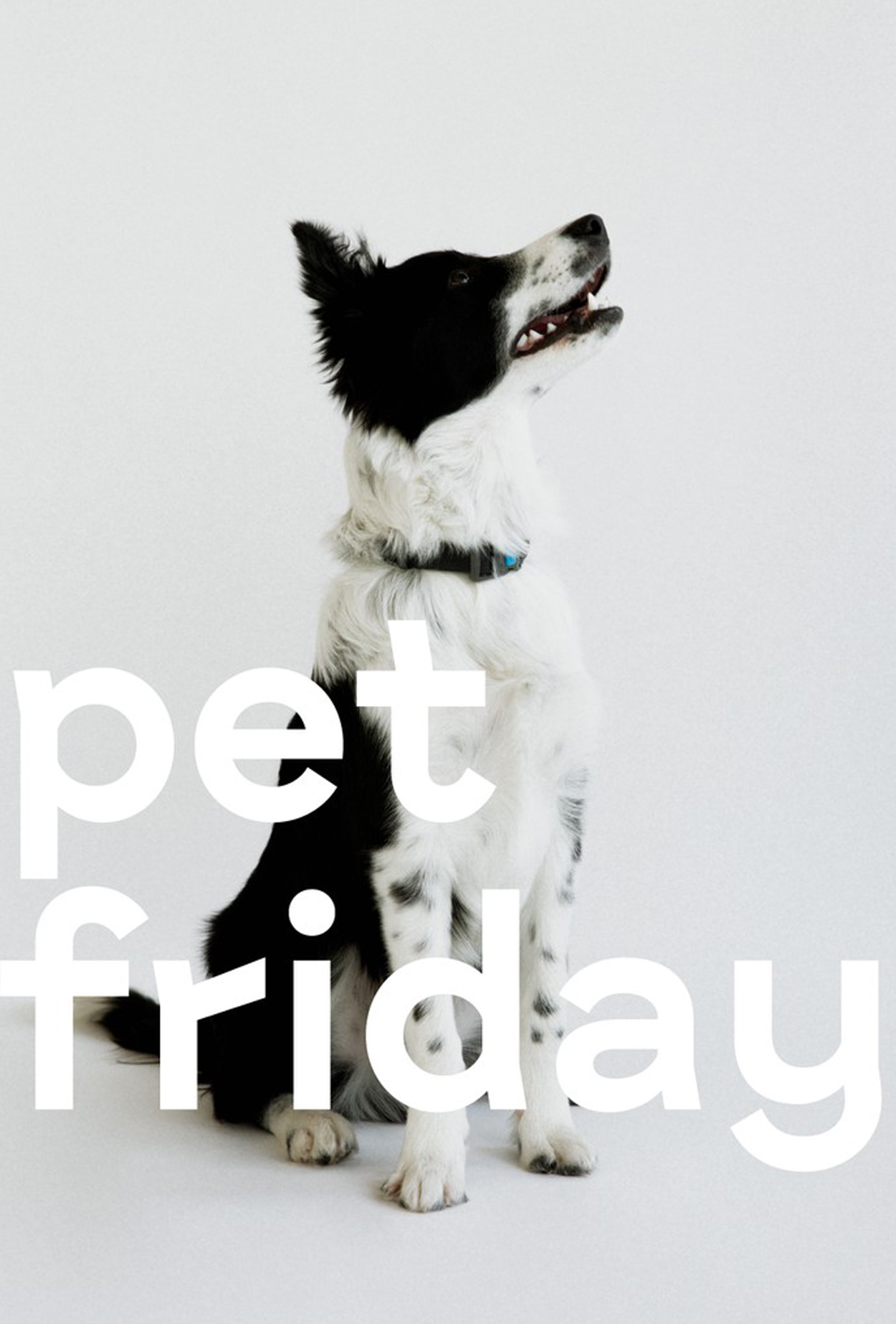 Pet Friday х G.Bar: пятница с заботой